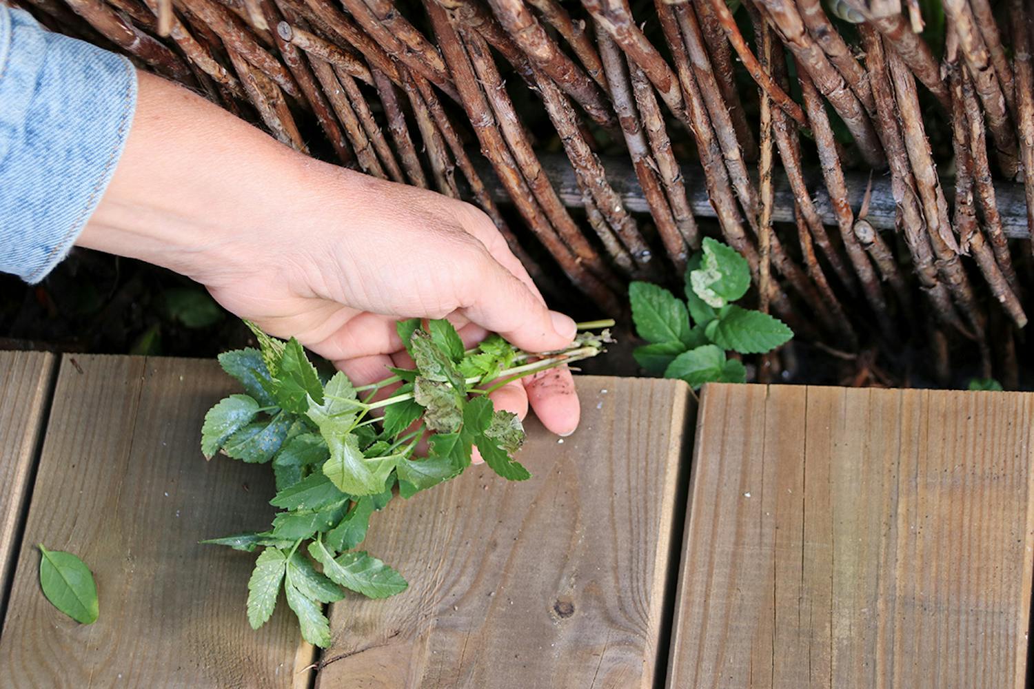Skvallerkål fjerne Skvallerkål bekjempelse